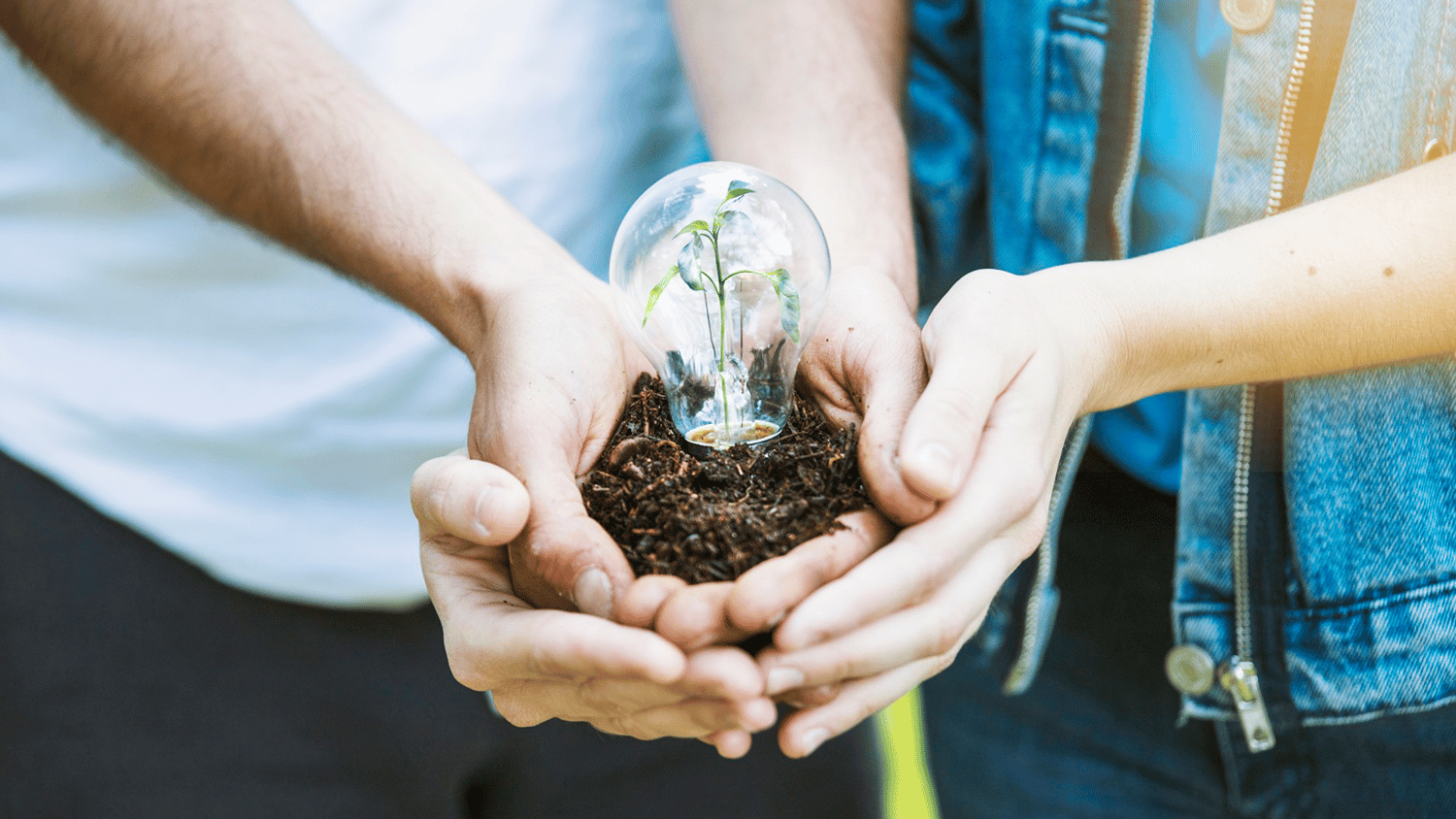 hands keeping plant lamp ground