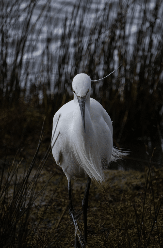 Bravant la tempete Bravant la tempete